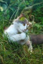 Adult domestic cat eating grass on the garden. Kitty sitting in grass and gnawing a branch stick Royalty Free Stock Photo