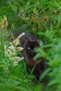 Adult domestic cat eating grass on the garden. Kitty sitting in grass and gnawing a branch stick Royalty Free Stock Photo