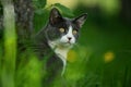 Adult domestic cat in a garden