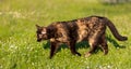 Adult domestic cat hunting in grass and daisies Royalty Free Stock Photo