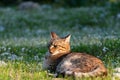 Adult domestic cat sitting in grass and daisies Royalty Free Stock Photo