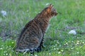 Adult domestic cat sitting in grass and daisies Royalty Free Stock Photo