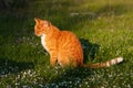 Adult domestic cat sitting in grass and daisies Royalty Free Stock Photo