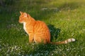 Adult domestic cat sitting in grass and daisies Royalty Free Stock Photo