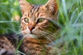 Adult domestic cat sitting in grass and daisies Royalty Free Stock Photo