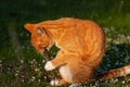 Adult domestic cat sitting in grass and gnawing a stick Royalty Free Stock Photo