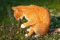 Adult domestic cat sitting in grass and gnawing a stick Royalty Free Stock Photo