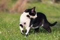 Adult domestic cat walking in grass and daisies Royalty Free Stock Photo