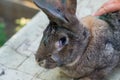 The adult domestic rabbit with myxomatosis