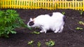 An adult domestic white-gray cat walks through a flowerbed in the garden and sniffs flowers. Cat hunter and traveler.