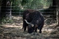 Adult domestic yak grazing