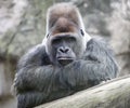 Adult dominant alpha male gorilla looks straight ahead