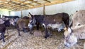 Adult donkey mother with young foal colt and many other donkeys Royalty Free Stock Photo