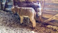 Adult donkey mother with young foal are standing in barn. Royalty Free Stock Photo