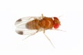 Adult of Drosophila suzukii - commonly called the spotted wing drosophila or SWD