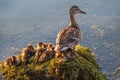 Adult duck with many ducklings sits on green shore of pond