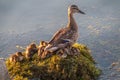 Adult duck with many ducklings sits on green shore of pond