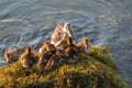 Adult duck with many ducklings sits on green shore of pond