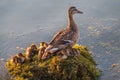 Adult duck with many ducklings sits on green shore of pond