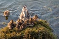 Adult duck with many ducklings sits on green shore of pond