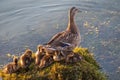 Adult duck with many ducklings sits on green shore of pond