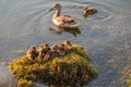 Adult duck with many ducklings sits on green shore of pond