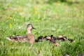 Adult duck with many ducklings sitting on green shore of pond