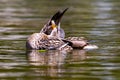 Adult duck with open wings on the water of a pond. Royalty Free Stock Photo