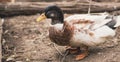Adult duck in paddock. Domestic duck on walk.