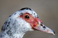 Adult duck portrait, real duck face red nose duck