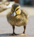Adult duck and a small duckling go the road