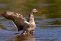 Adult duck standing with open wings Royalty Free Stock Photo