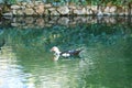 an adult duck swimming in the pond in the park Royalty Free Stock Photo