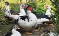 Adult ducks of musk breed Cairina moschata