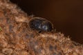 Adult Dung Beetle Royalty Free Stock Photo