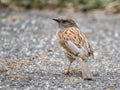 Adult dunnock or hedge accentor, Prunella modularis, from behind standing on pavement