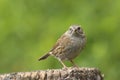 Adult dunnock, hedge sparrow, prunella modularis
