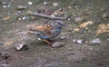 Dunnock Prunella modularis searches for food on the forest floor