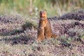 Adult Dwarf Mongoose Cuddling Baby