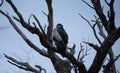 adult eagle perched on a tree Royalty Free Stock Photo