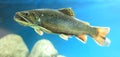 Eastern brook trout Royalty Free Stock Photo