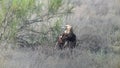 Adult of Eastern Imperial Eagle (Aquila heliaca) sitting near saxaul bushes in sagebrush steppe,