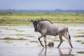 Adult eastern white bearded wildebeest walking in wet plains of Amboseli in Kenya