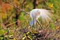 Adult egret bird in breeding plumage in nest