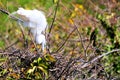 Adult egret bird in breeding plumage nesting
