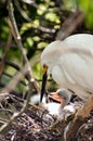 Adult egret with chicks Royalty Free Stock Photo