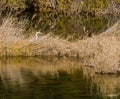 Adult egret hiding in tall brown reeds