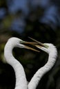 Adult egret pair playfully interlock beaks