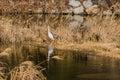Adult egret standing next to riverno people,