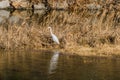 Adult egret standing in tall brown grass